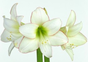 hippeastrum Picotee (1)